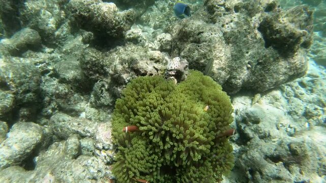 Tomato clownfish and Maldive anemonefish, an anemonefishes found in the northern Indian Ocean, Maldives, they sway due to a strong wave motion.
