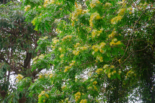 Medium shot of blooming Gleditsia australis tree in Vietnam, with soft yellow flower clusters and fresh green canopy for tropical botanical themes.