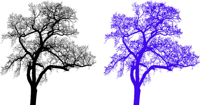 Silhouette of Tree Branches: Two striking silhouettes of a bare tree, one in stark black and the other in vibrant purple, showcase the intricate network of its branches against a clean background.