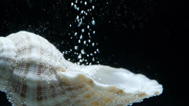 Seashell submerged in water with rising air bubbles. Marine biology conceptual background. Deep sea environment and aquatic element for nature study and laboratory