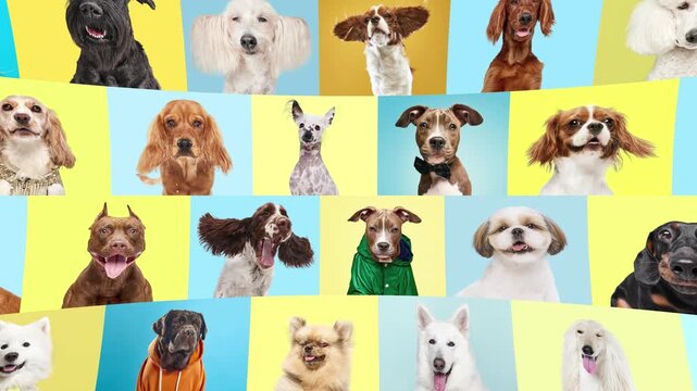 Dynamic dog portrait collage animation with colorful wavy panels and playful faces. Concept of pet brand campaign, grooming ads, veterinary promotion, dog daycare and cheerful packaging.