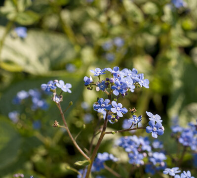 Close up of blue Brunnera macrophylla flowers blooming in spring garden