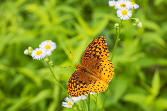03322-02514 Great Spangled Fritillary (Speyeria cybele) on Eastern Daisy Fleabane (Erigeron annus) Marion Co. IL