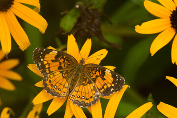03365-00307 Silvery Checkerspot butterfly (Chlosyne nycteis) Goldstrum Black-eyed Susans (Rudbeckia hirta 'Goldstrum') Marion Co., IL © Daybreak Imagery