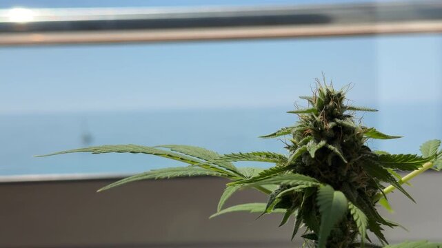 Cogollo de cannabis creciendo junto a una ventana con luz natural &mdash; v&iacute;deo 4K Apple ProRes