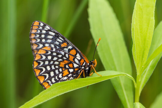 03391-00113 Baltimore Checkerspot Butterfly (Euphydryas phaeton), McHenry Co., IL