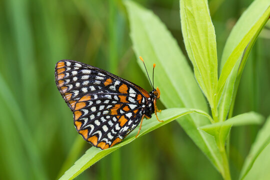 03391-00116 Baltimore Checkerspot Butterfly (Euphydryas phaeton), McHenry Co., IL