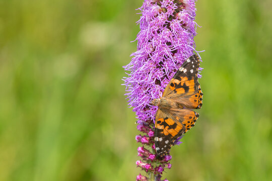 03406-01507 Painted Lady (Vanessa cardui) on Blazing Star (Liatris spicata) Marion Co. IL