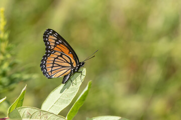 Fototapeta premium 03421-00814 Viceroy (Limenitis archippus) in prairie Marion Co. IL
