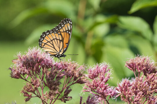 03421-00720 Viceroy (Limenitis archippus) on Joe Pye Weed (Eutrochium purpureum) Marion Co. IL