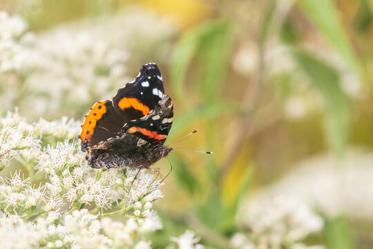 03408-00717 Red Admiral (Vanessa atalanta) on Common Boneset (Eupatorium perfoliatum) Marion Co.  IL