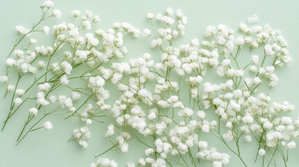 Fototapeta premium white baby's breath flowers on green background