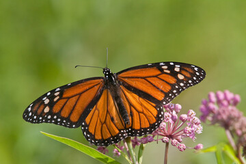 Obraz premium 03536-04812 Monarch Butterfly (Danaus plexippus) male on Swamp Milkweed (Asclepias incarnata) Marion Co., IL