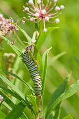 03536-04913 Monarch butterfly (Danaus plexippus) caterpiller on Swamp Milkweed (Asclepias incarnata) Marion Co., IL © Daybreak Imagery