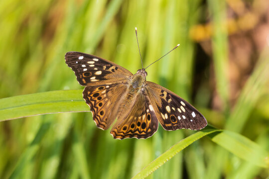 03467-00312 Hackberry Emperor (Asterocampa celtis) in prairie Marion Co. IL