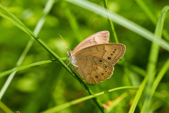 03484-00101 Eyed Brown Butterfly (Satyrodes eurydice), McHenry Co, IL