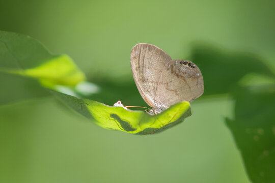 03488-00110 Gemmed Satyr (Cyllopsis gemma) Marion Co. IL
