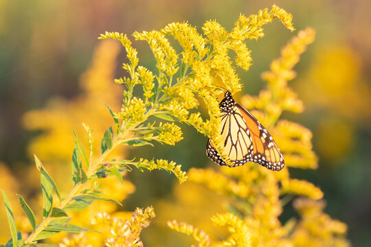 03536-06313 Monarch Butterfly (Danus plexippus) on Goldenrod (Solidago altissima) Prairie Ridge State Natural Area, Marion Co IL