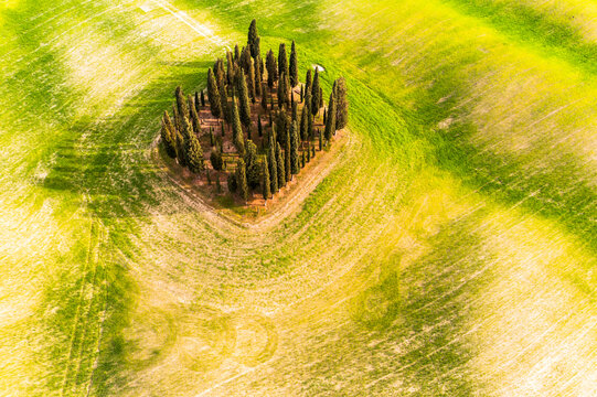 Cypress trees grow in a cluster amidst rolling green hills providing a peaceful nature landscape for travel and tourism, Val d'Orcia, Pienza, Tuscany, Italy.