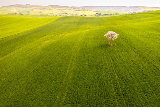Single blooming tree stands in a vibrant green agricultural field, capturing the essence of nature and spring tourism in the rolling landscape of Val d'Orcia, Pienza, Tuscany, Italy.