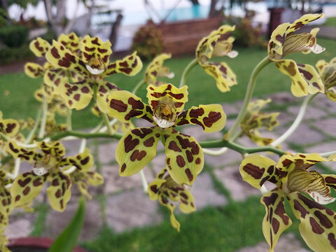 Beautiful Grammatophyllum scriptum orchid flower with yellow and brown spots pattern blooming in the garden