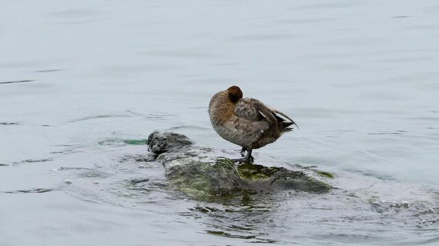 Wildlife, birds. Common pochard (Aythya ferina) is a diving duck species. They live in lakes and other closed waters, they are also seen in the seas. It feeds on leaves, stems and roots of aquatic pla