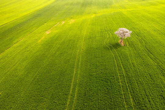 Flowering tree stands isolated in a rolling green agricultural field, capturing the essence of nature and tourism in the landscape of Val d'Orcia, Pienza, Tuscany, Italy.