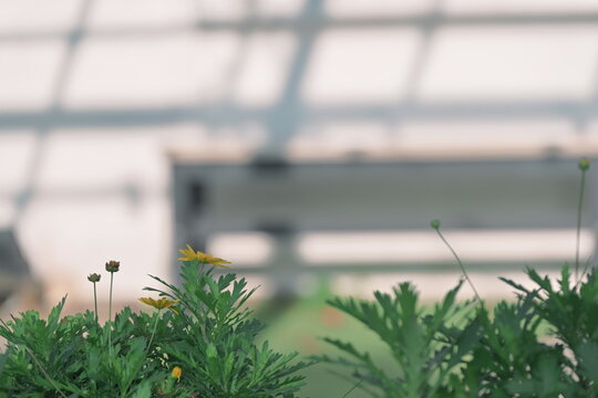 Euryops pectinatus with bright yellow open blooms and buds against blurred white wall with shadow lines, US Military Housing, Yangmingshan, Shilin District, Taipei, Taiwan, warm natural light.