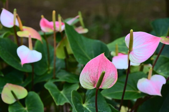 Spadix Images  Browse 17,897 Stock Photos, Vectors, and Video | Adobe Stock