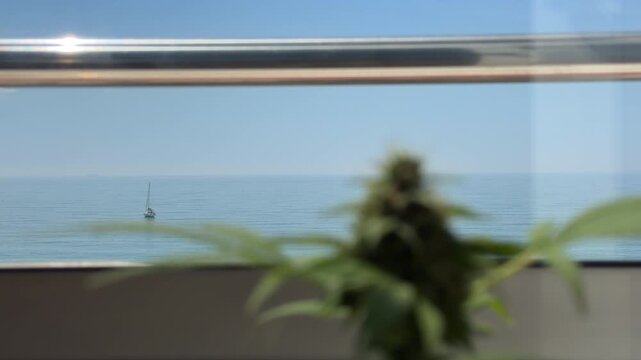 Cogollo de cannabis creciendo junto a una ventana con luz natural &mdash; v&iacute;deo 4K Apple ProRes