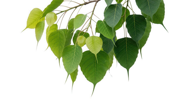Bodhi leaves or sacred fig leaves on a branch isolated on transparent background