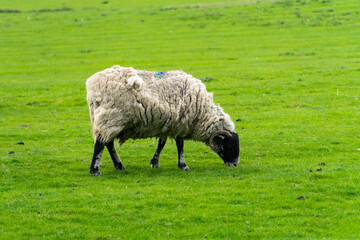 Obraz premium Sheep Eating Grass in British Countryside Farm Landscape