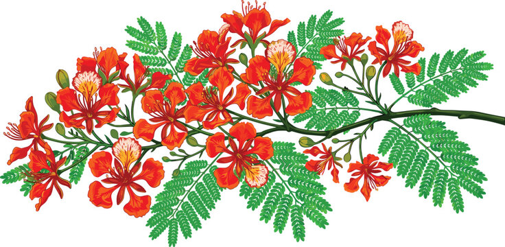 Blooming Royal Poinciana Branch Vector Illustration with Vibrant Red Flowers and Green Leaves for Tropical Botanical and Summer Design Layouts