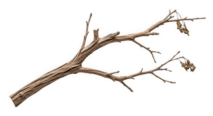 Fototapeta premium Brown tree branch with leaves