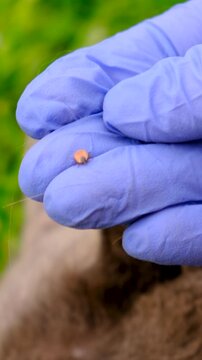 tick on a cat. Selective focus.