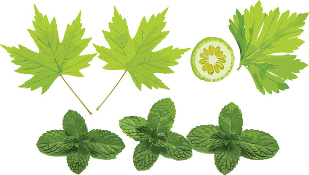 Fresh green herb leaves vector collection with maple parsley lime slice and mint for botanical food design