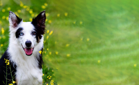 Happy Border Collie Dog in Spring Meadow with Green Copy Space