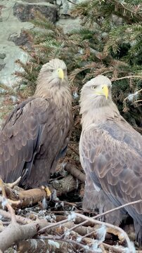 Two white-tailed eagles sitting in a nest and looking at camera vertical video