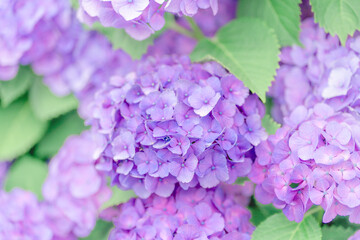 Fototapeta premium 梅雨に咲く紫色の紫陽花 雨の日の季節を彩る幻想的な初夏の花風景