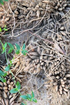 Fibrous rhizomes and roots of Bridal creeper (Asparagus asparagoides). Declared environmental weed of South Australia