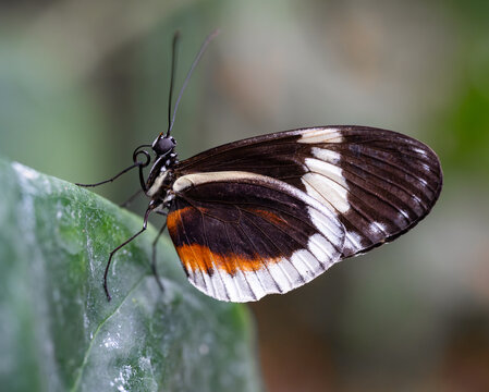 Butterfly on the leaf  in Papilonia Ostrava.