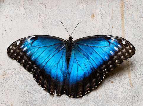 Butterfly on the wall in Papilonia Ostrava