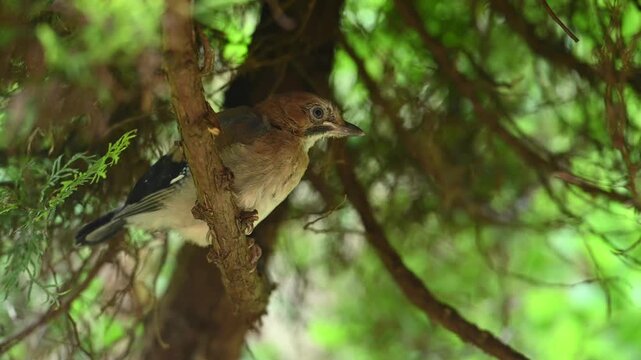 A young Eurasian Jay (Garrulus glandarius) hides in branches during the first days after leaving the nest.