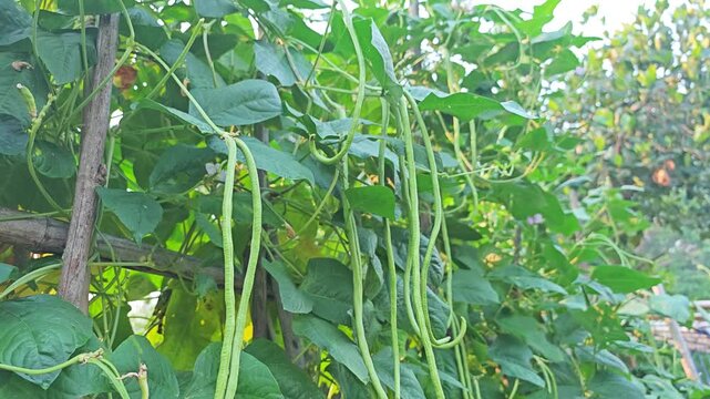 green long beans in the field.