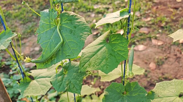 young Angled gourd on tree