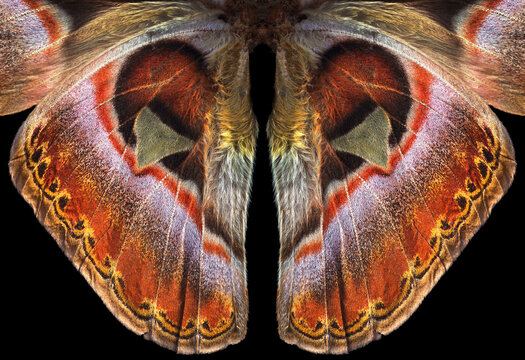 Attacus atlas. Atlas moth. Wings of colorful tropical Atlas butterfly. Butterfly wings ornament