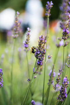 Bumble Bee on a Flower