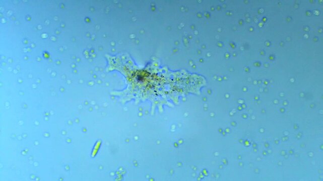 Amoeba - unicellular micro organism