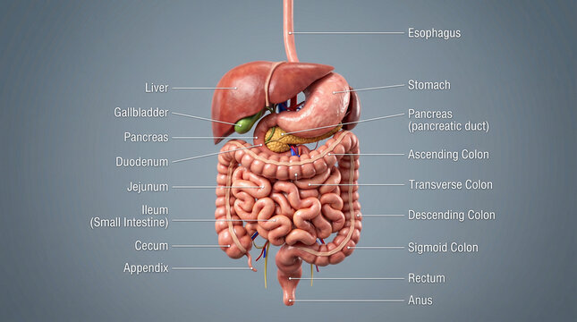 Human digestive system anatomy