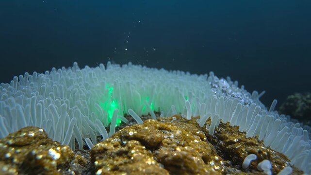 Chemosynthetic extremophile bacteria carpeting pyrite hydrothermal vent rock with emerald sulfide energy glow and sulfate crystals